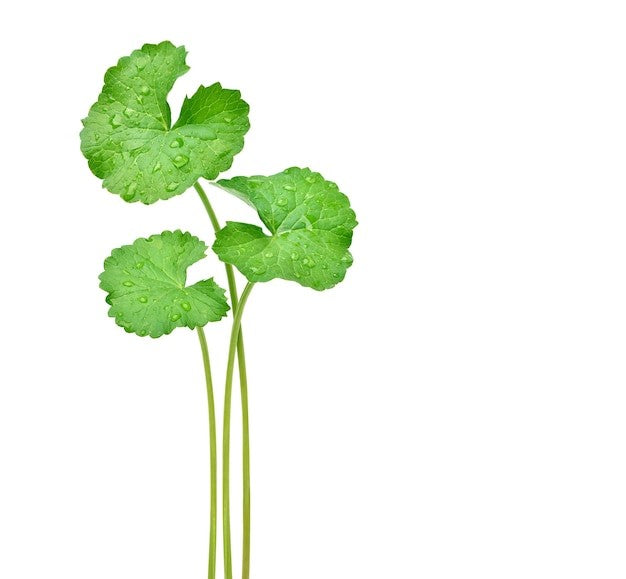 Centella Asiatica
